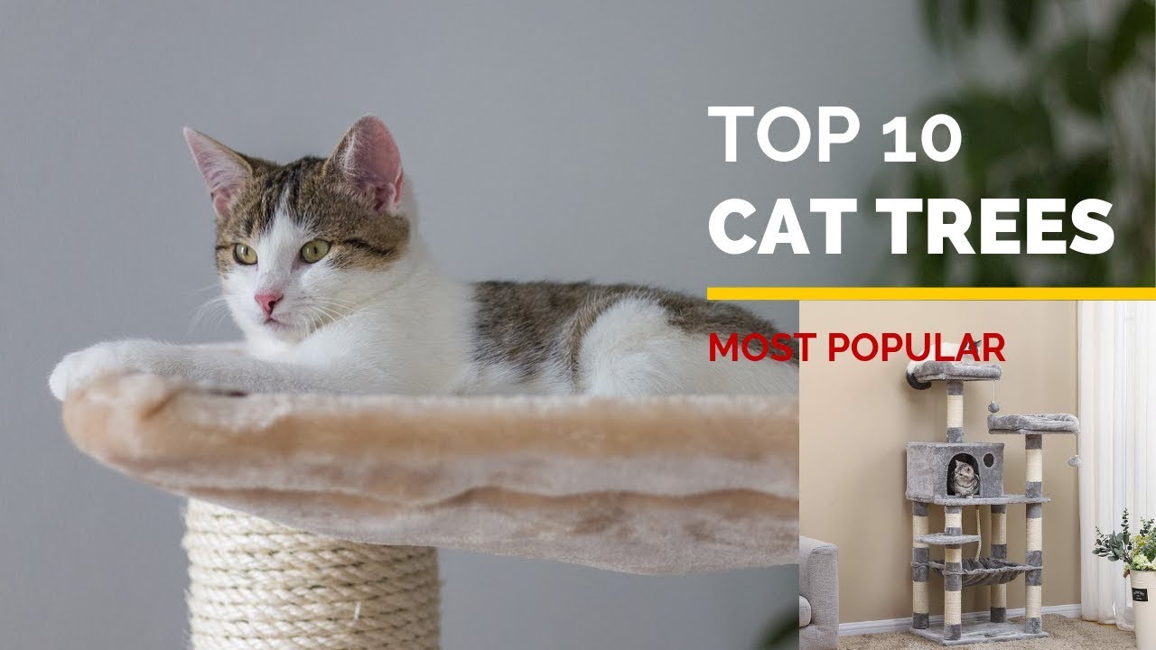 10 Best Cat Trees 2020 | Most Popular Tree for Cats