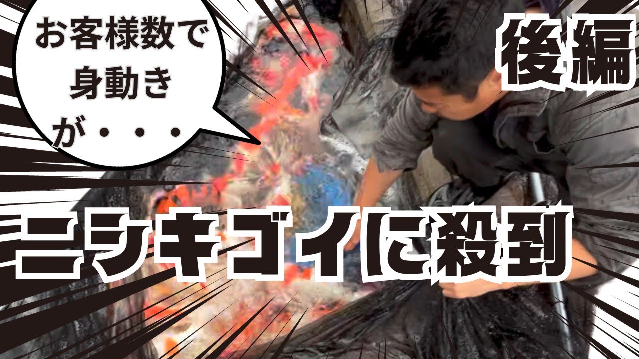 【錦鯉販売後編】塩田養鯉場の錦鯉販売...感謝#koifish #koi