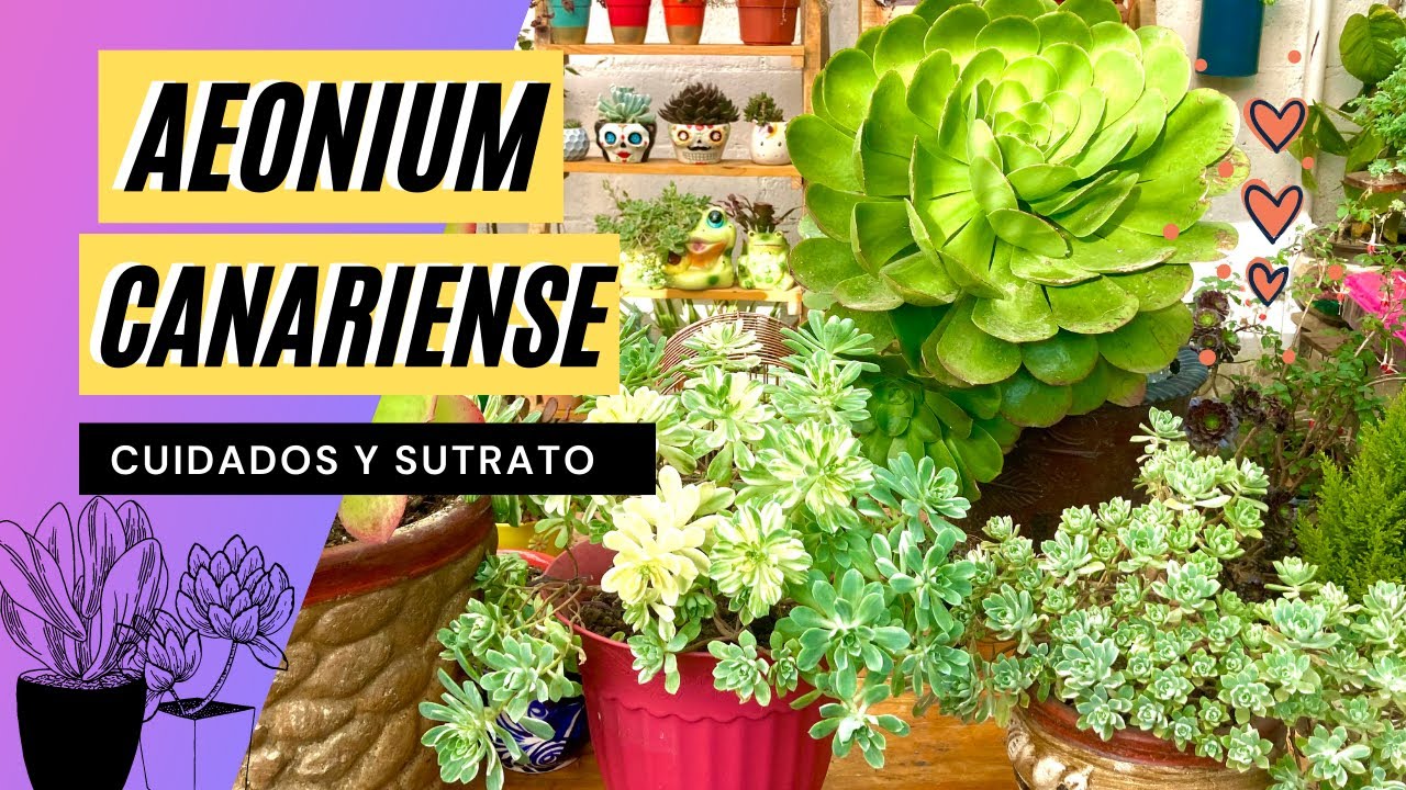 Aeonium Canariense, Rosa Gigante Velvet Cuidados y sustrato, mi suculenta favorita