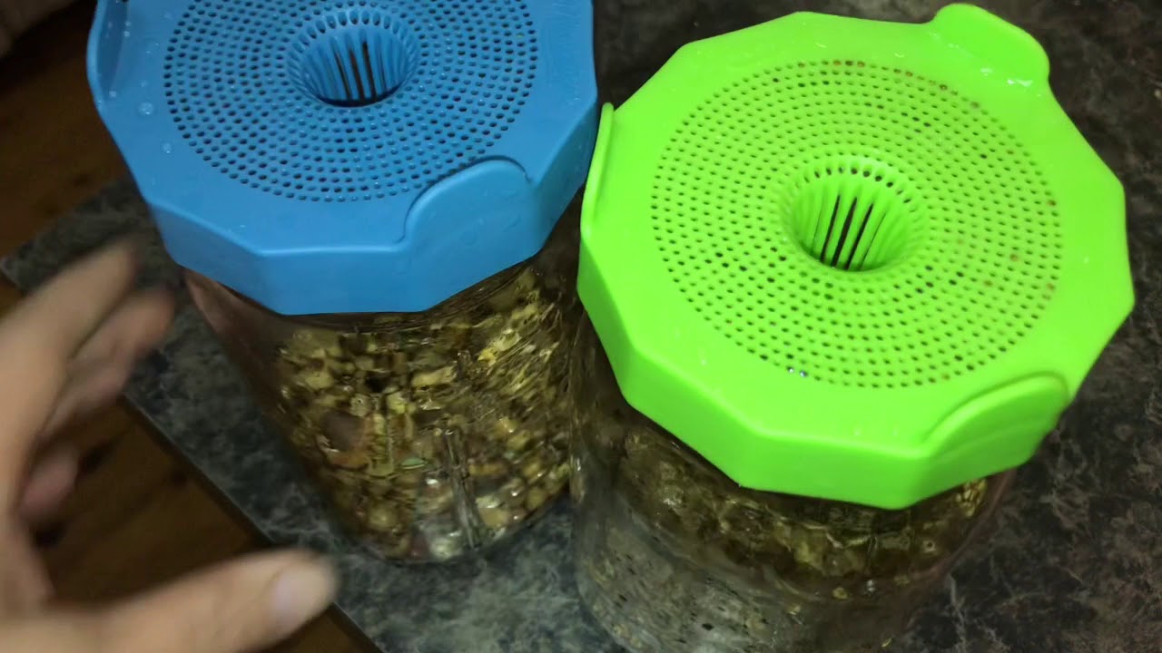 Growing Sprouts In Mason jars
