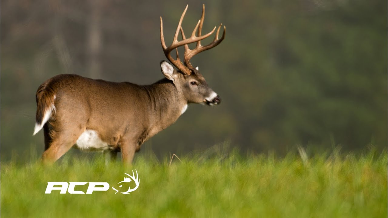 Une recherche de chevreuil à donner des frissons!