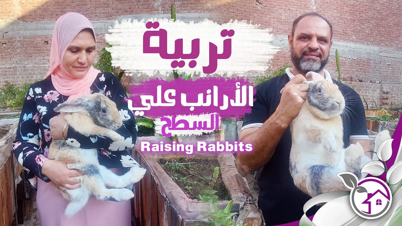 مشروع تربيه الأرانب الحقيقه والخيال