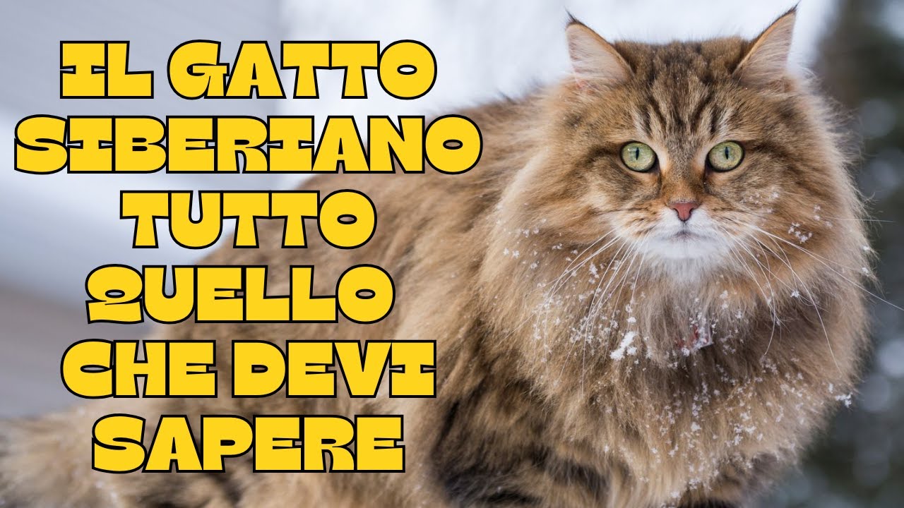 🐾Il gatto Siberiano : tutto quello che devi sapere! 🐾