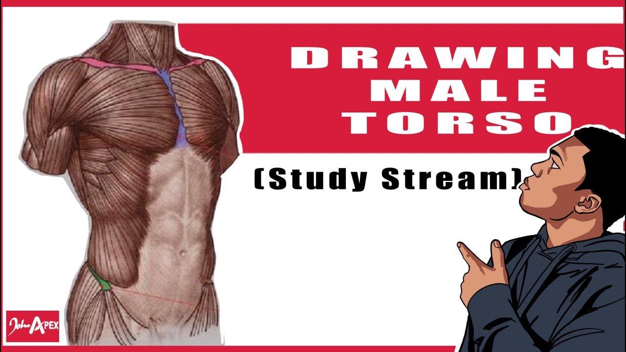 What I’ve learnt from Male torso study