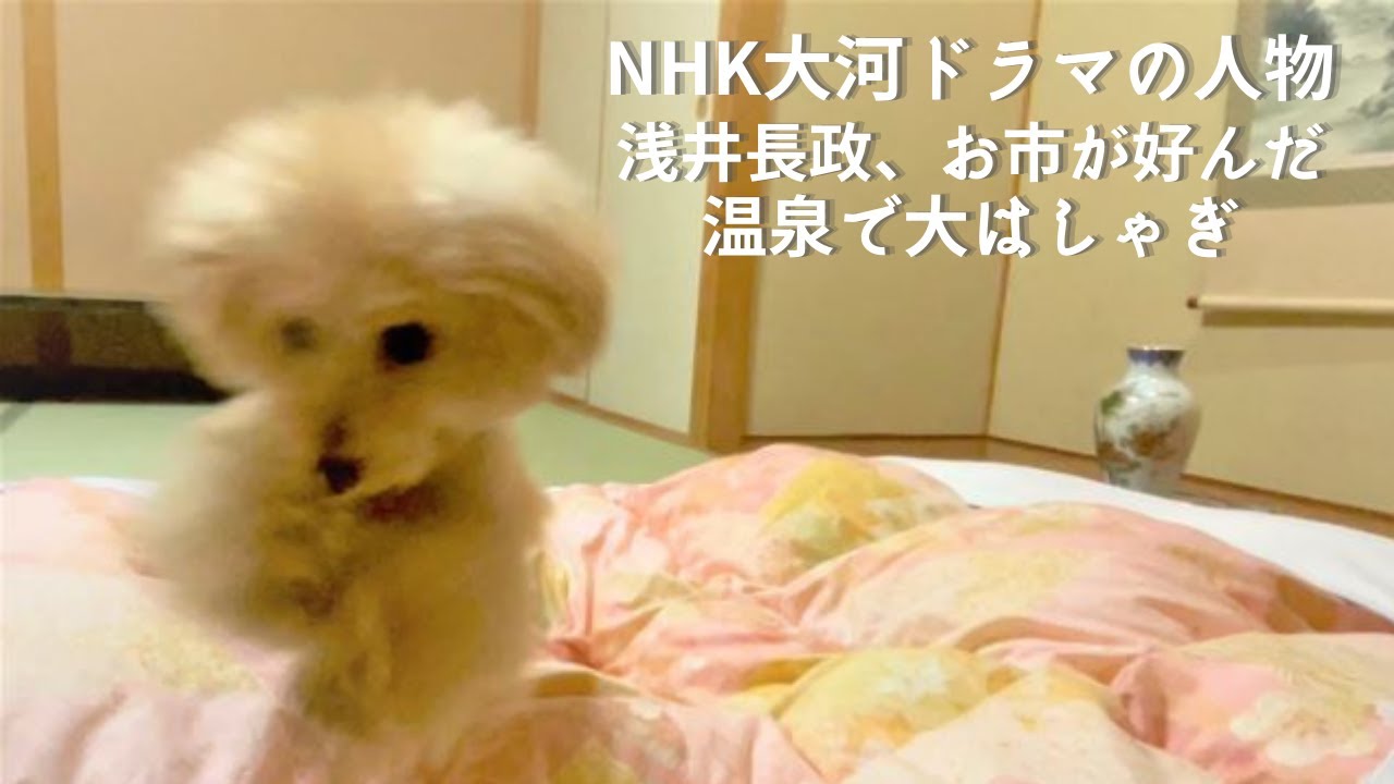 滋賀県【須賀谷温泉】愛犬と泊まる秘湯の天然温泉お宿体験