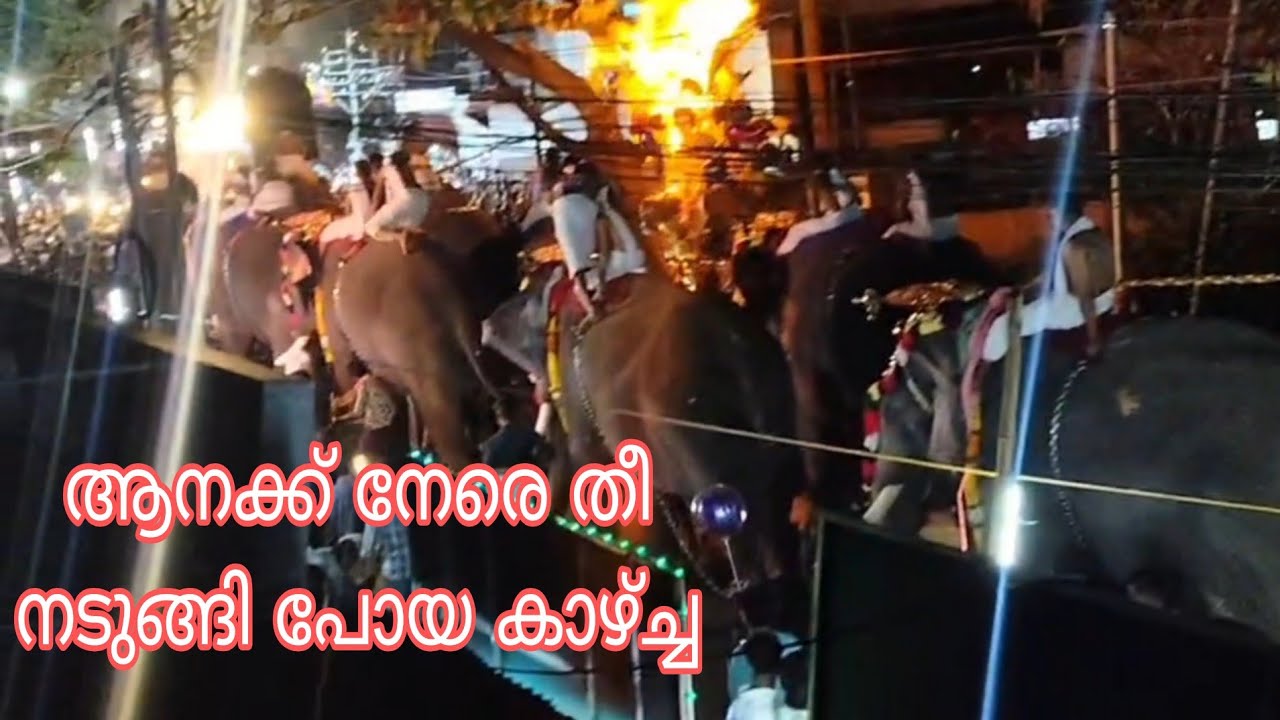 Elephant attack 2026 All the elephants ran away together in Palakkad