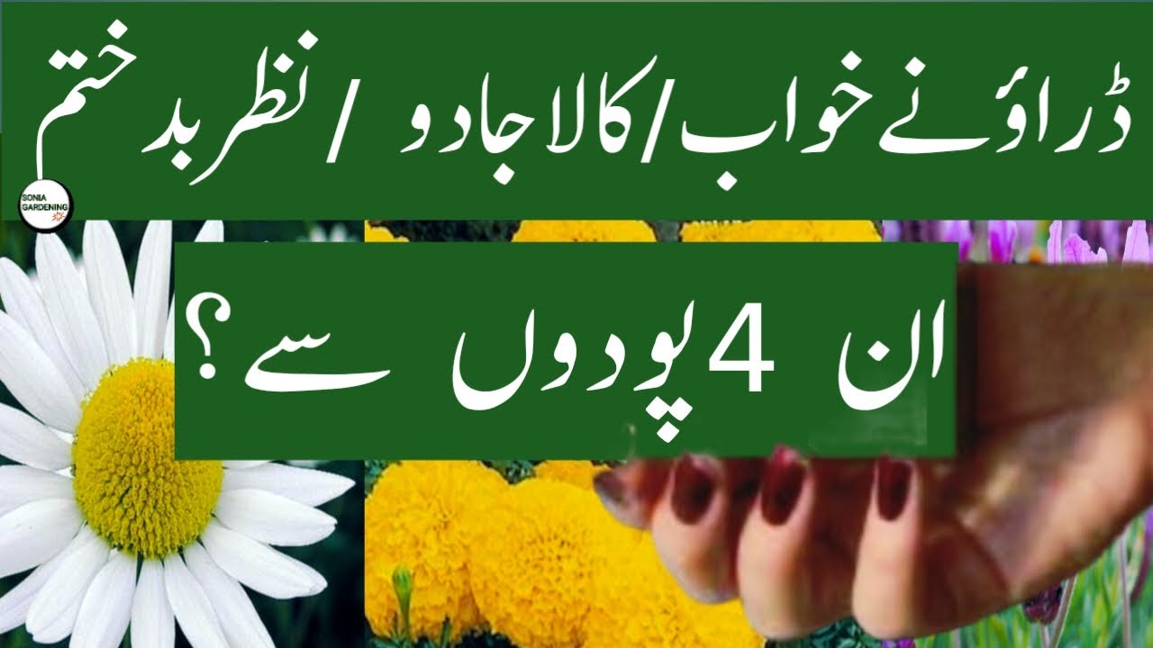 4 Powerful Plants for Protection from Black Magic Evil Eye and Nightmares