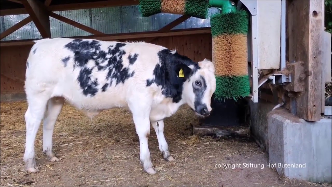 An der Kuhputzmaschine