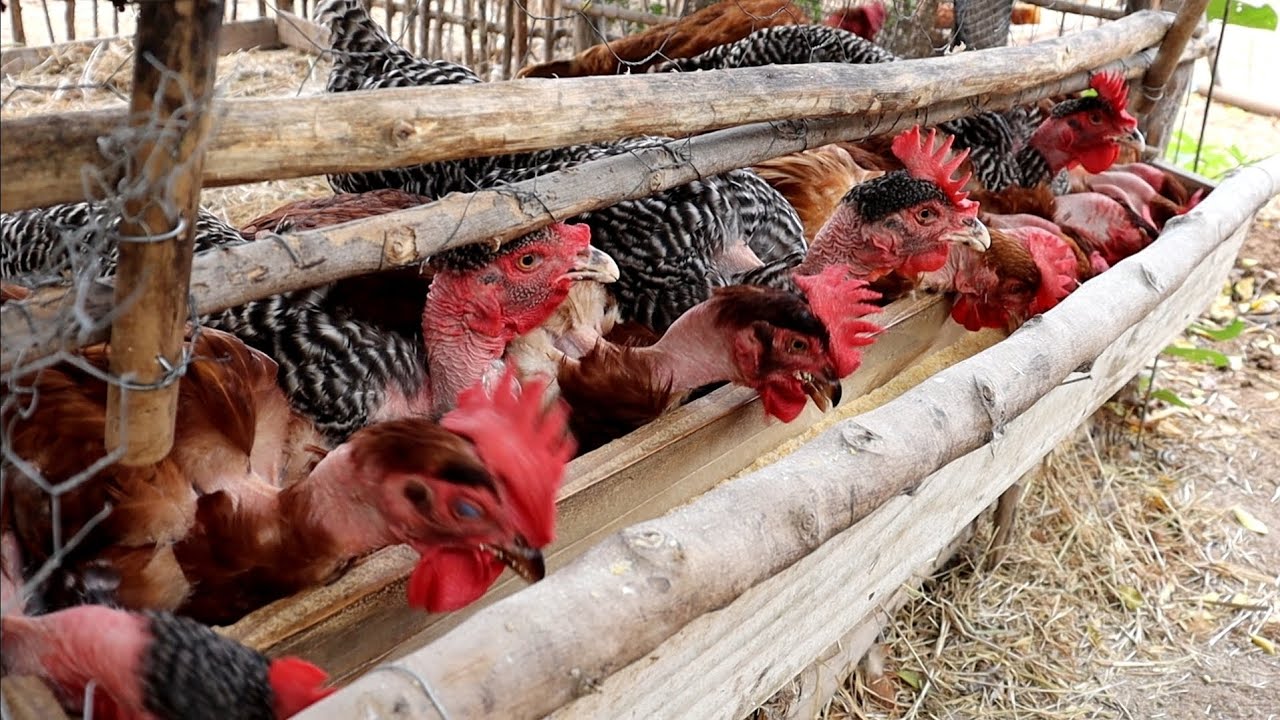 Qual Calcário utilizar na ração das galinhas? A absorção de cálcio pelas aves...