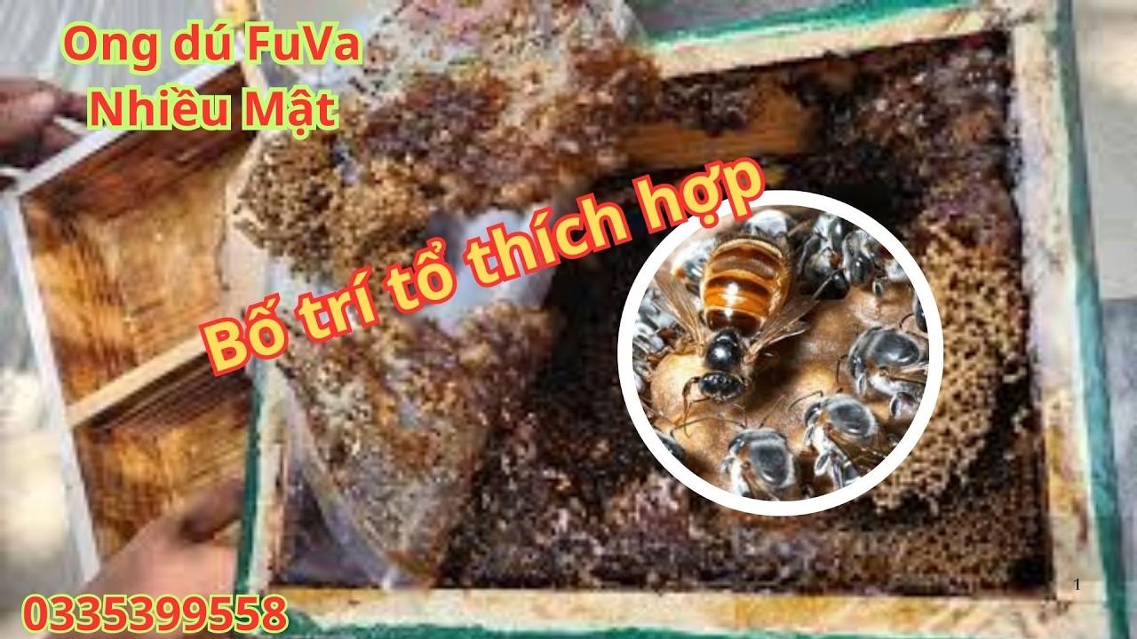 Bố trí tổ ong dú sao cho nhiều mật, Ong dú giống Fuva nhiều mật