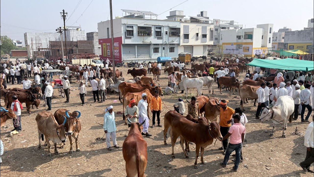 आजचा वसमत बैल बाजार 🐂 दि: १० मार्च २०२६ | तालुका वसमत जिल्हा हिंगोली