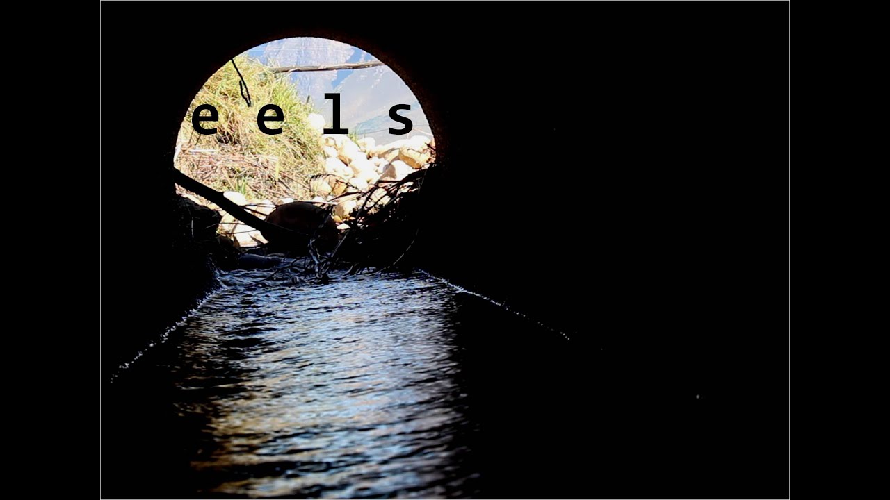 e e l s