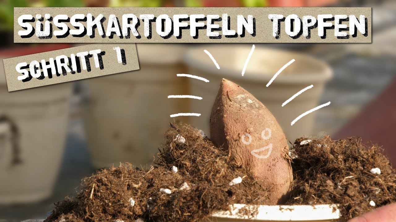 Süßkartoffeln Topfen - Schritt 1 zur Süßkartoffelernte
