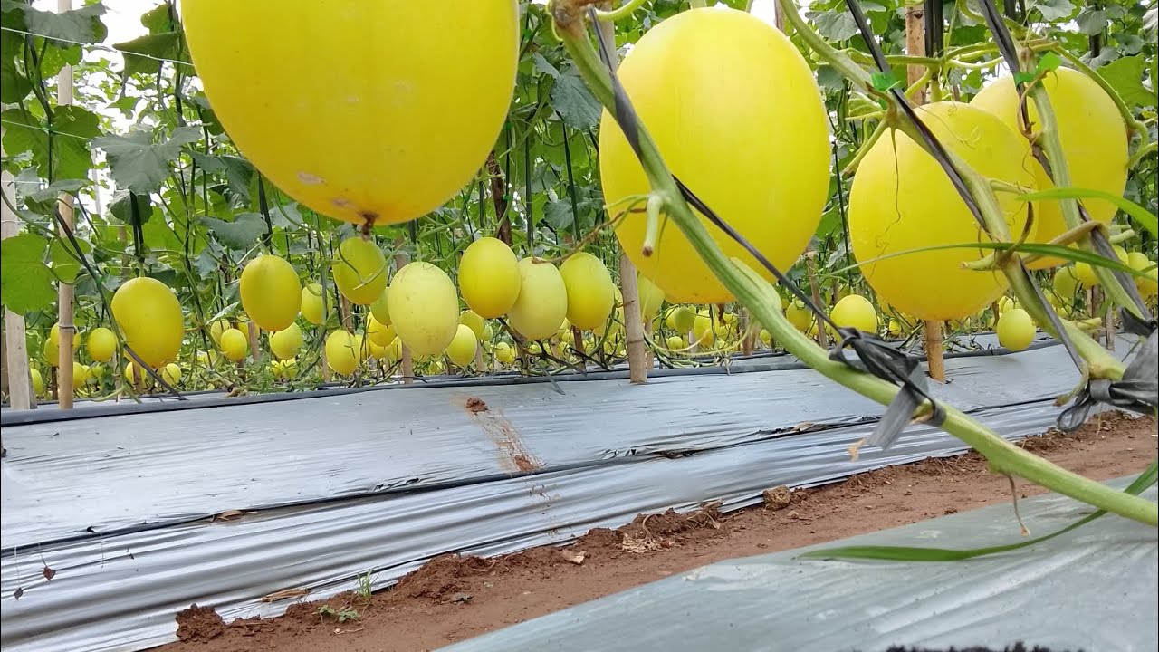 Cara seperai pupuk tanaman melon 35 hts dan 55 hst golden alisha 