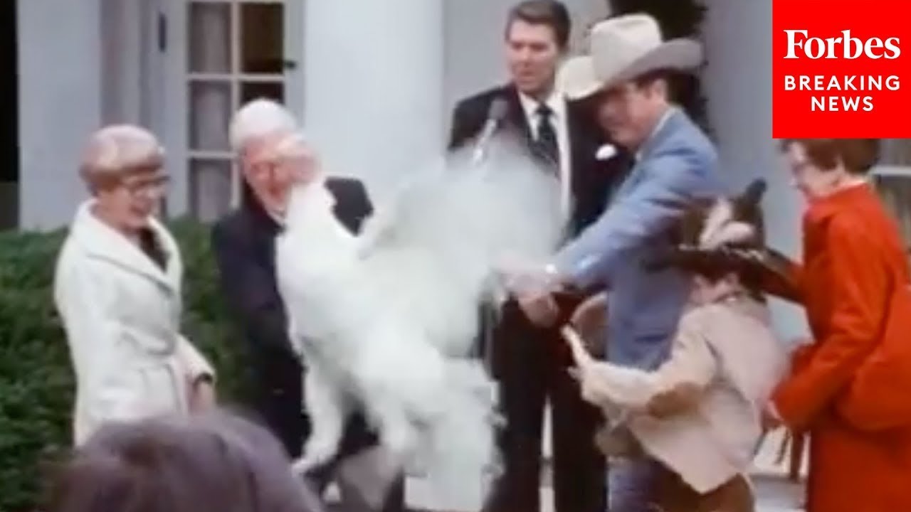 THANKSGIVING FLASHBACK: Reagan Jokes After Pardoned Turkey Goes A Little Wild Before Pardon Ceremony