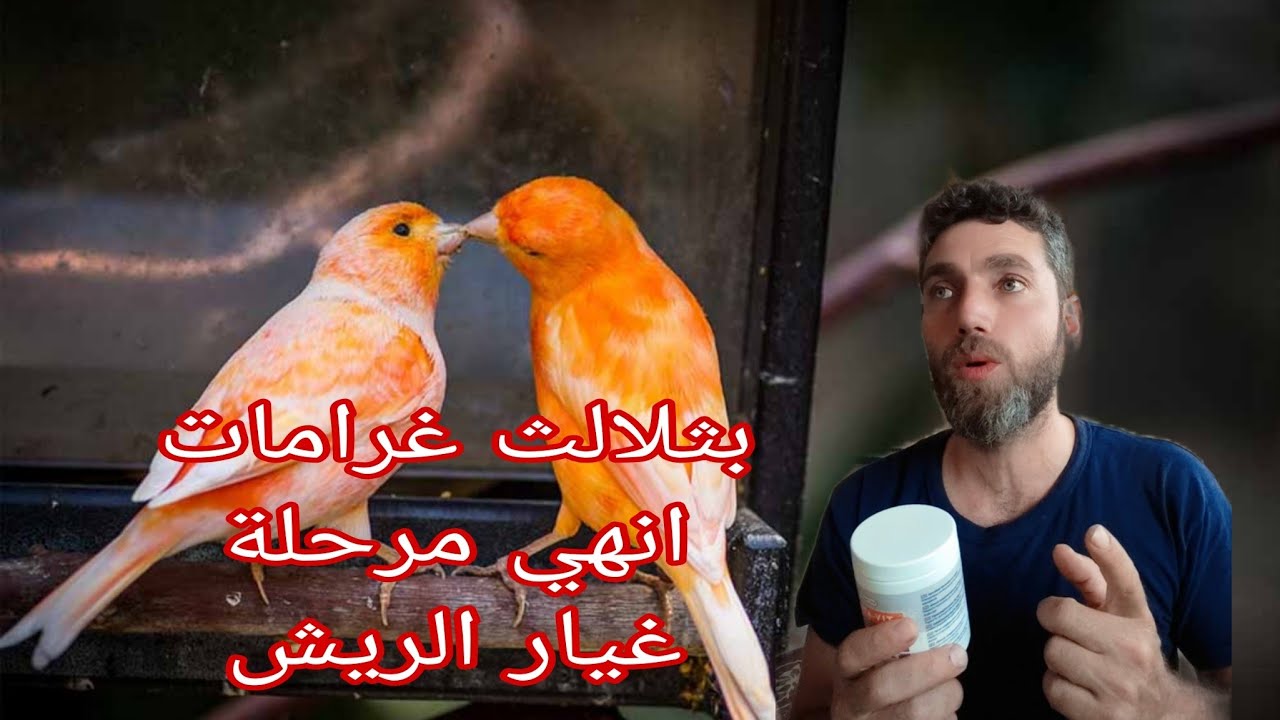 افضل واسرع طريقة لإنهاء مرحلة غيار الريش عند عصافير الكناري و الحسون بشكل صحيح 