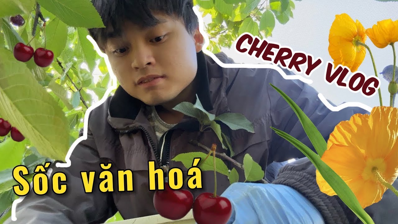 Trải Nghiệm Làm Farm Tại Úc | Công Việc, Thu Nhập & Cuộc Sống