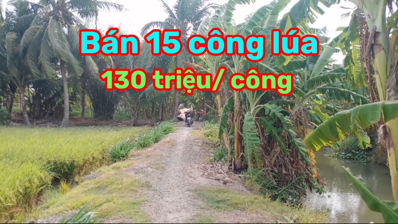 Thành Hiếu Nhà Đất Cầu Kè, Trà Vinh. Bán 15 công đất lúa. Giá 130 triệu/ công, Xã Phong Thạnh