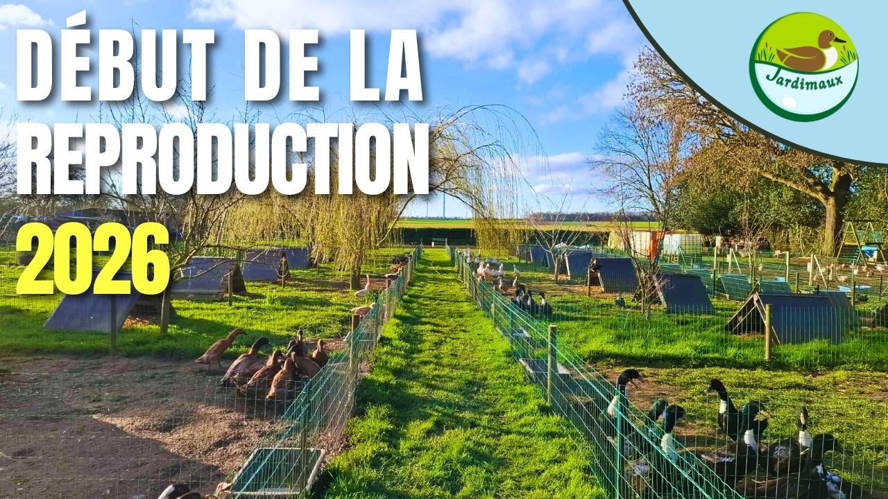 DÉBUT DE LA REPRODUCTION DES CANARDS ET OIES ! 🦆😍