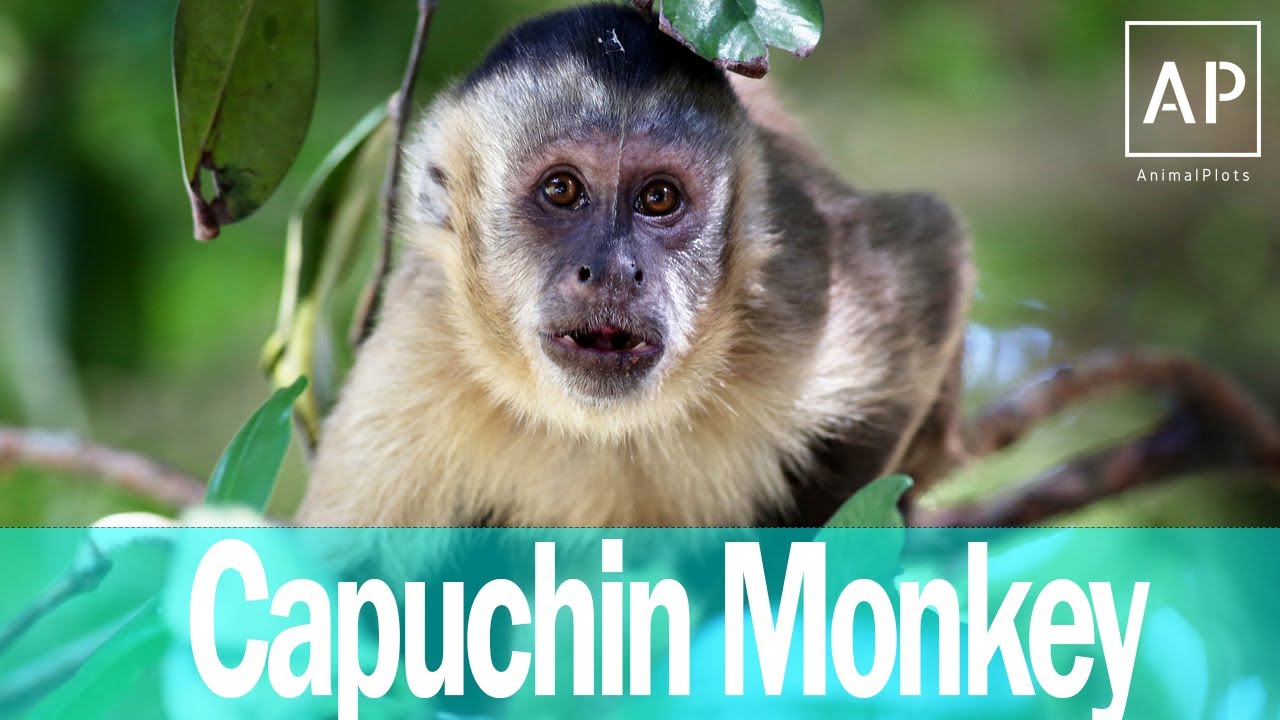 Capuchin Monkey In The Wild | Capuchin Monkey Documentary 2020 #AnimalPlots