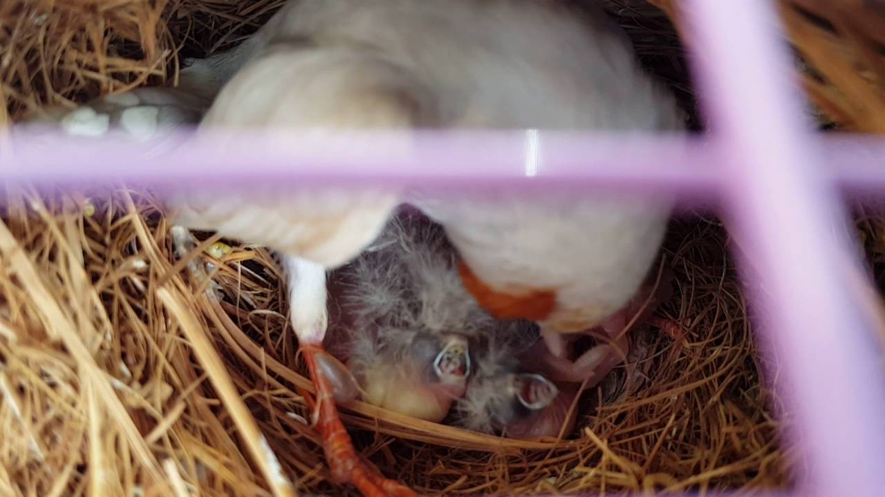 zebra finch chicks fed