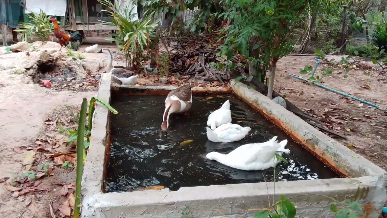 Wow Today My Pet Goose Paul family very Happy with family 