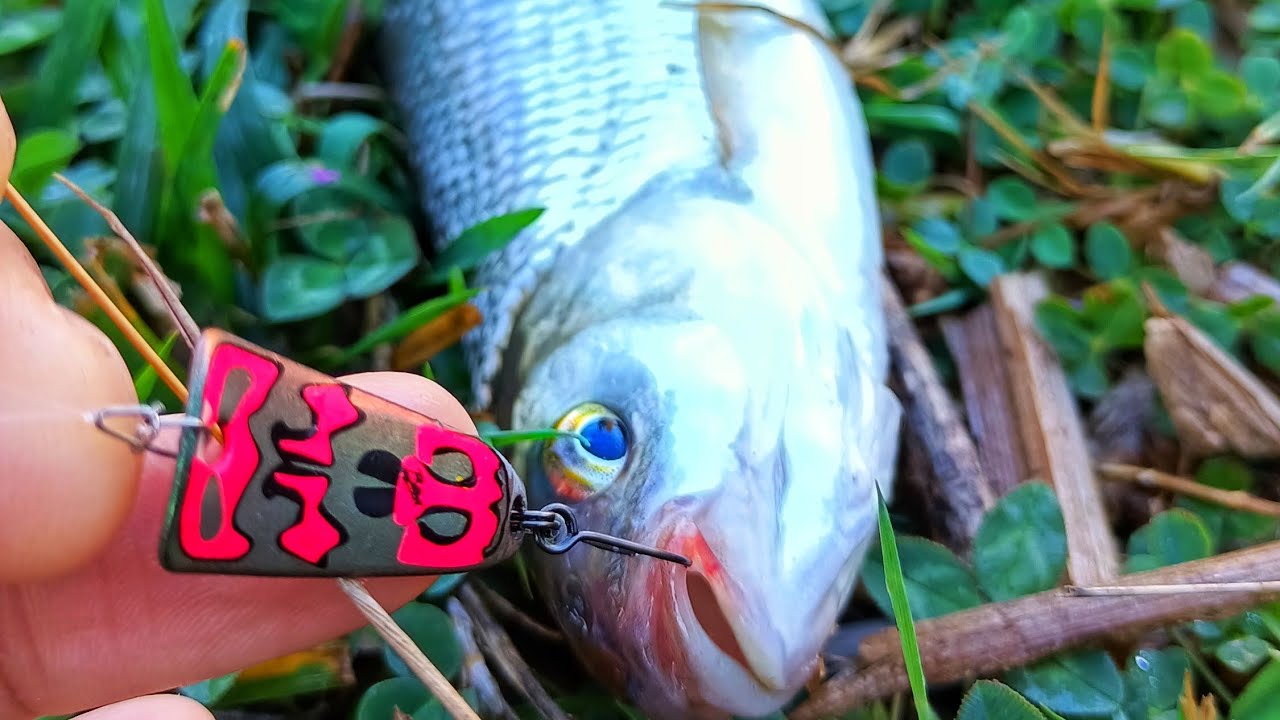 🌳🏞️ Derelerin kuralları doğanın içinden 🎣🐟🐞🪲#lrf #lighrockfishing #chub #chubby #chubfishing 🎏