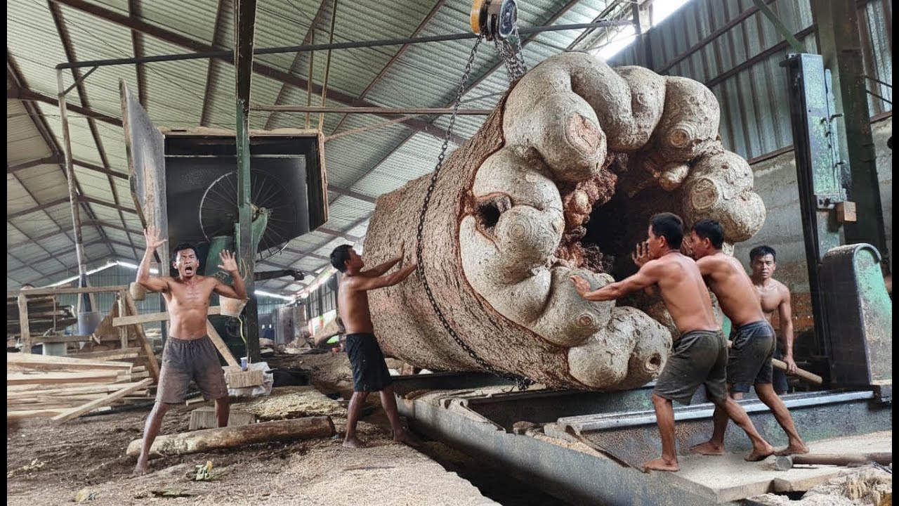 HORROR‼️Australians' giant rain tree makes workers fight on the sawmill