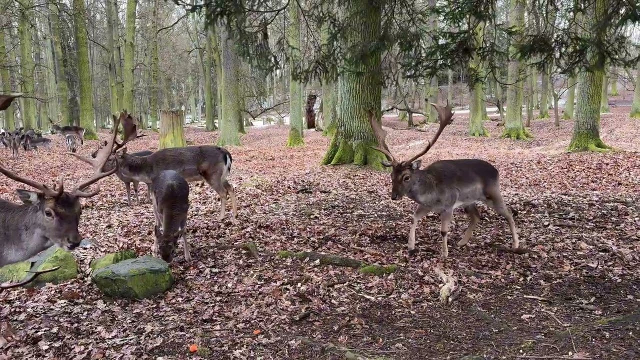 Коли дика природа дивиться тобі в очі./Close Encounter with a Wild Deer 🦌🌲