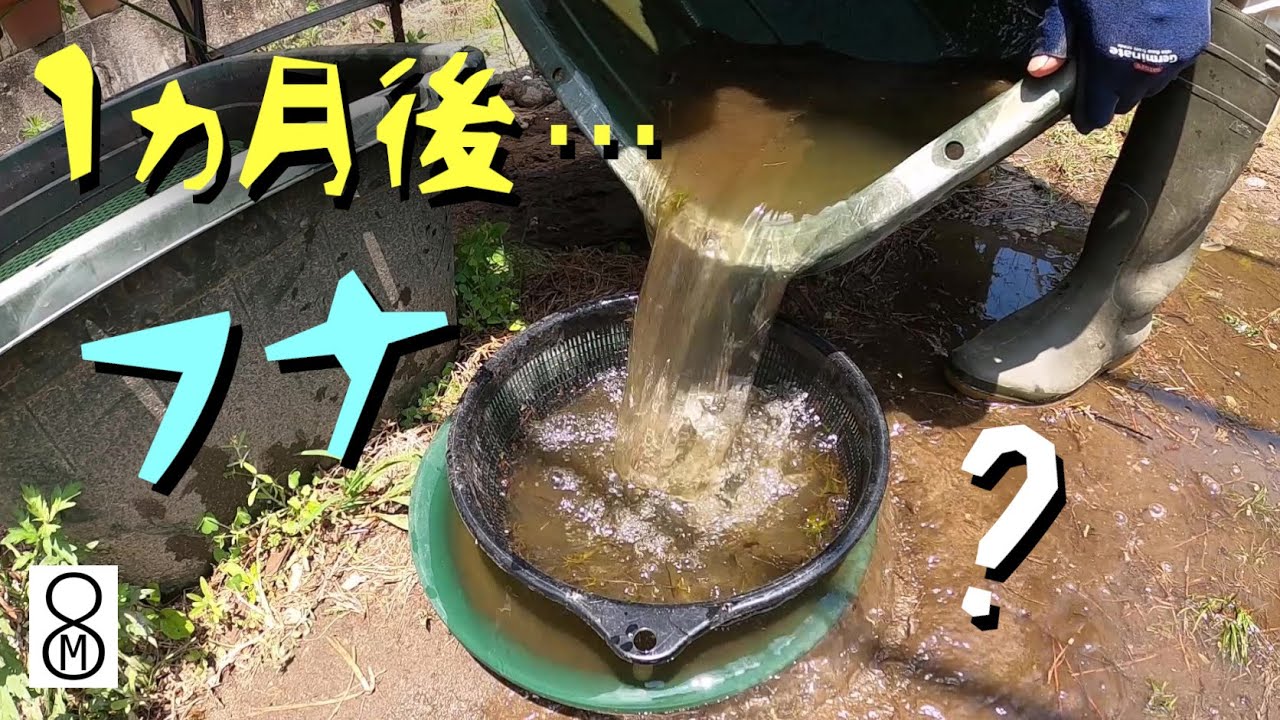 卵から育てたフナを１ヵ月後に取り出してみたら…？