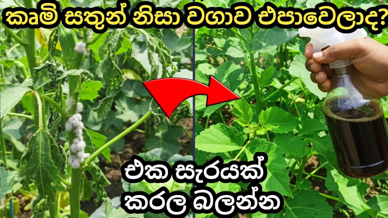 දුම්කොල වලින් ගෙදරම හදන සුපිරි කෘමි විකර්ෂකය | පිටි මකුණ, කුඩිත්ත, කොළ හකුලන දළඹුව පලවා හරින ක්‍රමය