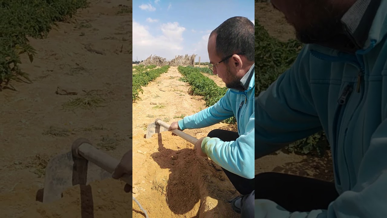 زراعه عقله التين في الارض المستديمه بالمزرعة