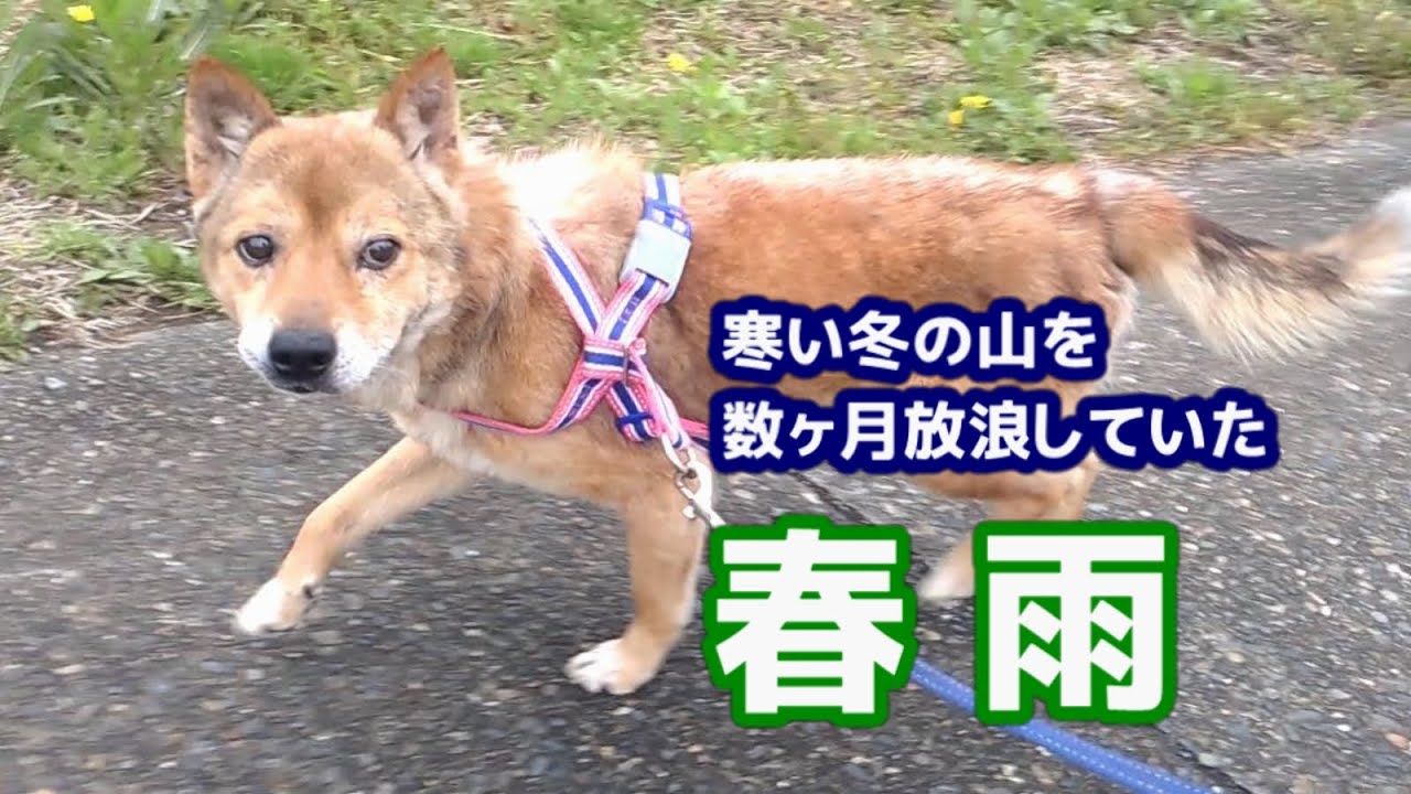 #53　迷子犬を保護しました【春雨】