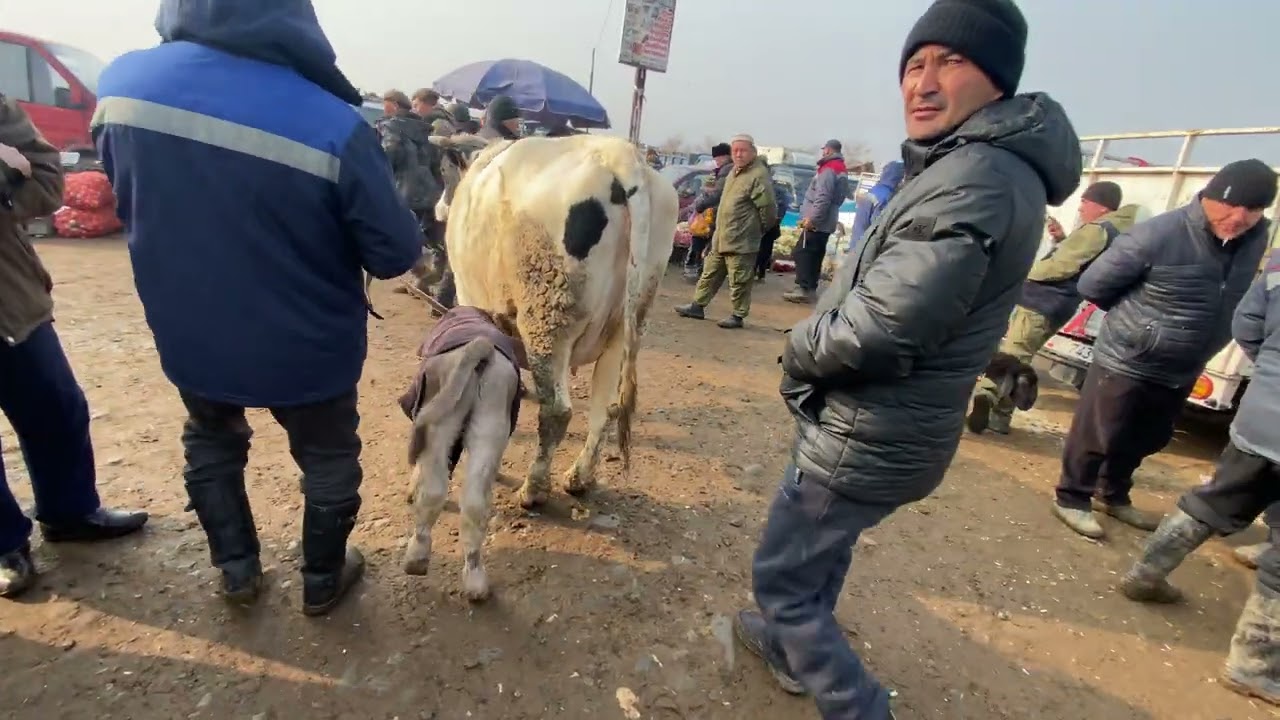 Реалдуу балар озгон мал базары 04.01.26