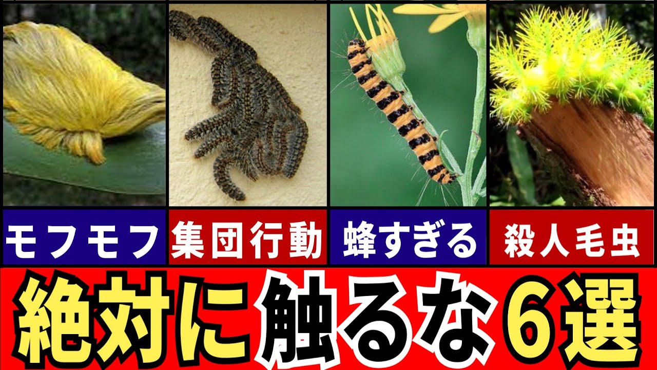 【閲覧注意】世界の危険すぎる毛虫6選【ゆっくり解説】