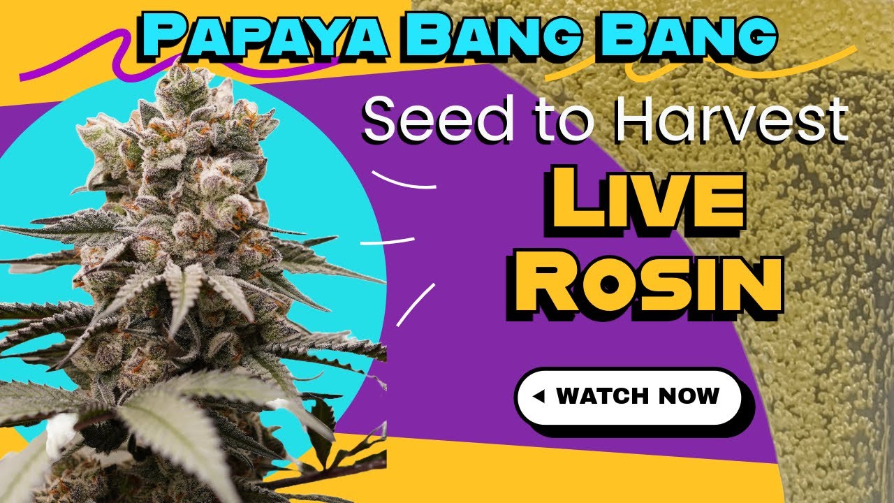 Seed to Harvest + Live Rosin! | Papaya Bang Bang by Exotic Genetix | Living Soil Organic Grow
