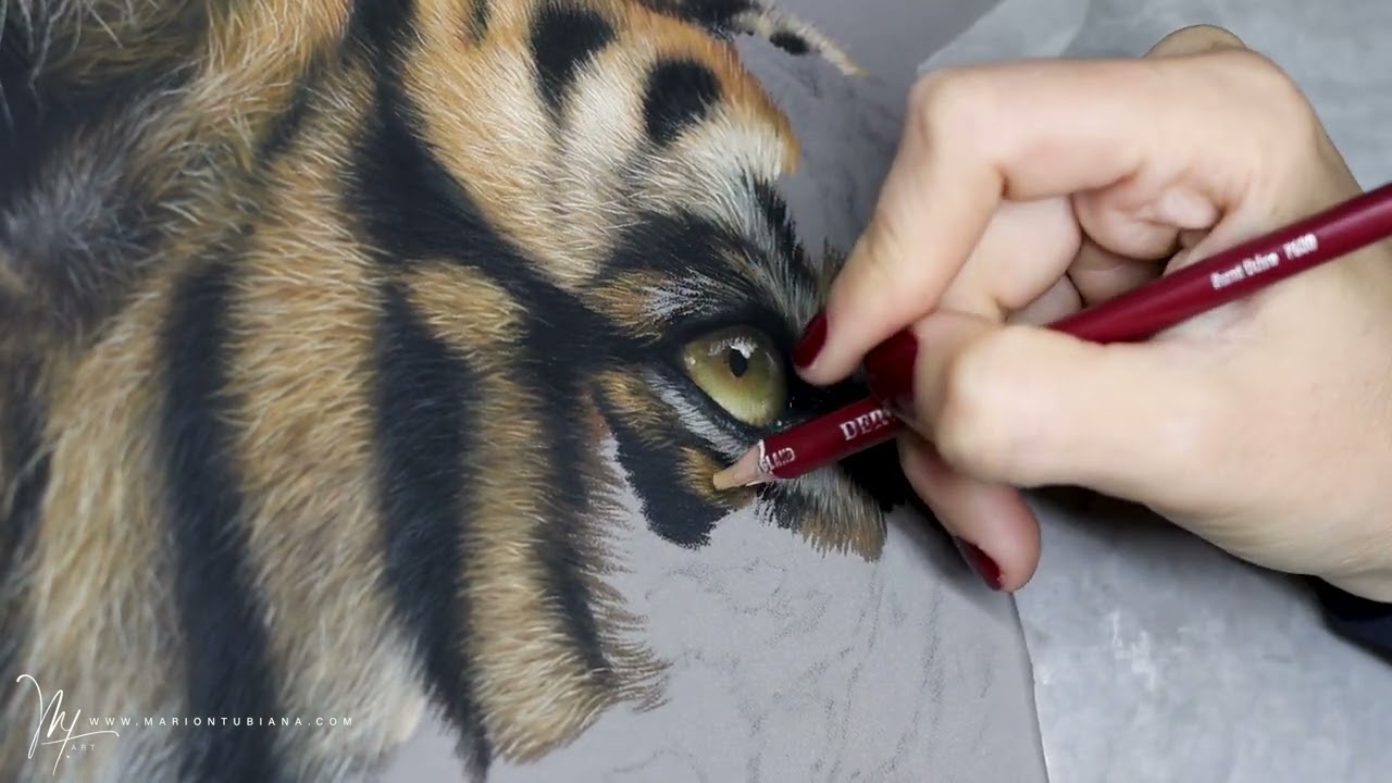 Tigre aux pastels par Marion Tubiana
