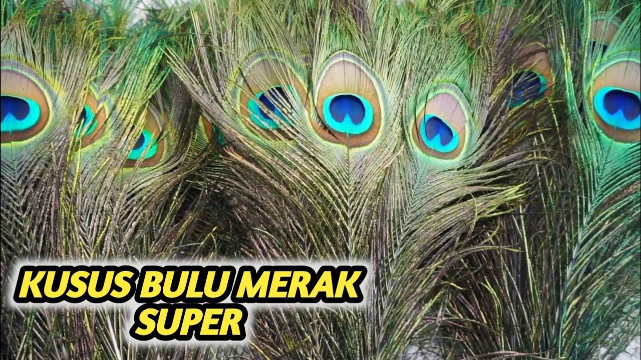 BULU MERAK SUPER UNTUK DADAK MERAK