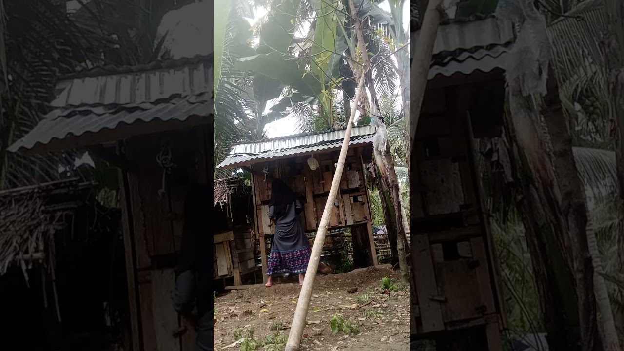 Penampakan lagi kasih makan ayam😂