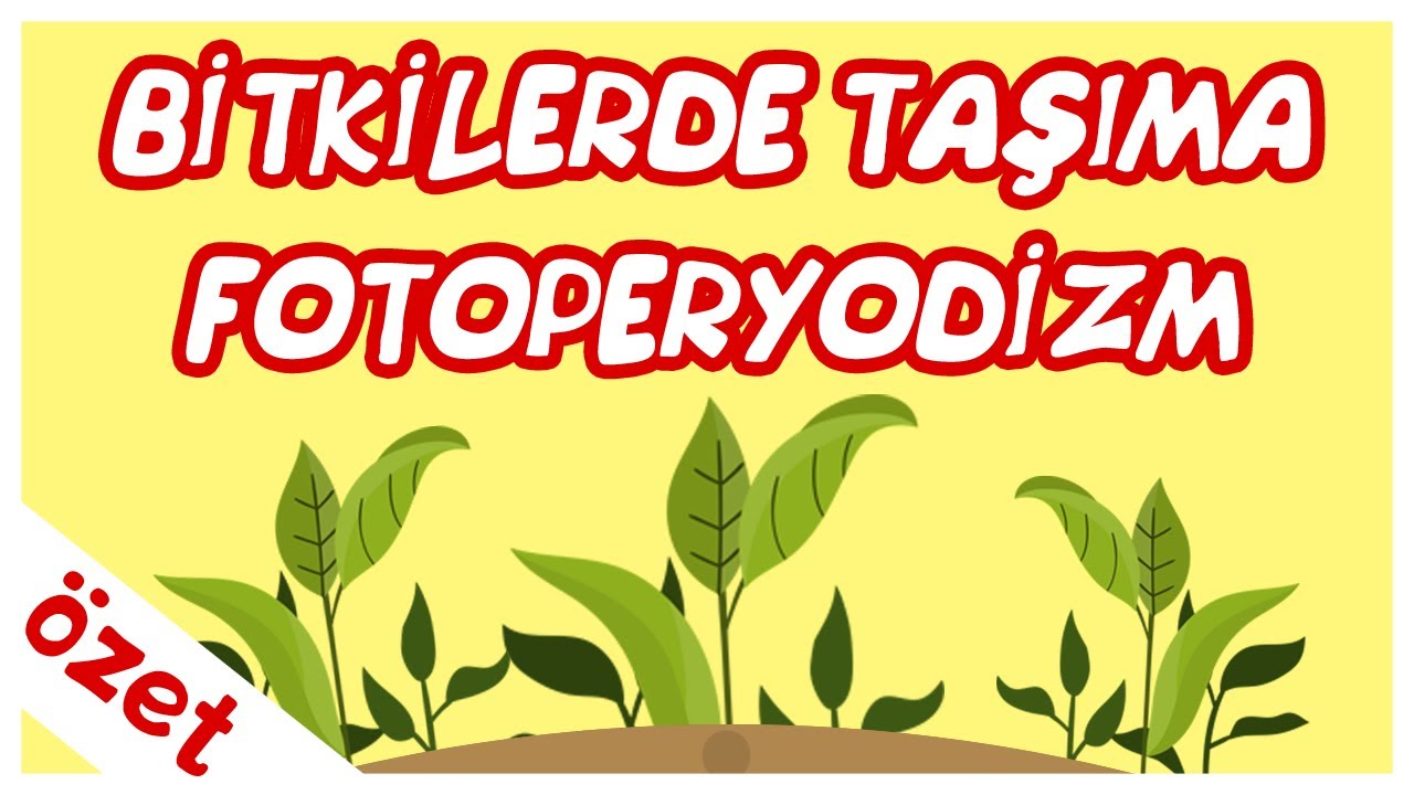 Bitkilerde Taşıma / Fotoperyodizm &Ouml;zet / AYT Biyoloji