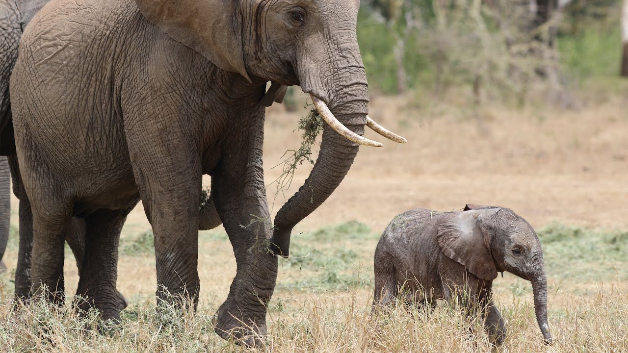 Mwana, Murera's Miracle Baby