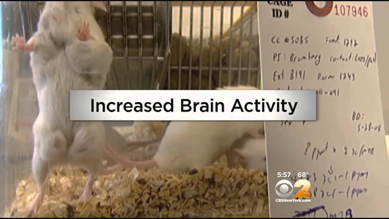 'Young Blood' Could Be the Key To Reversing Aging
