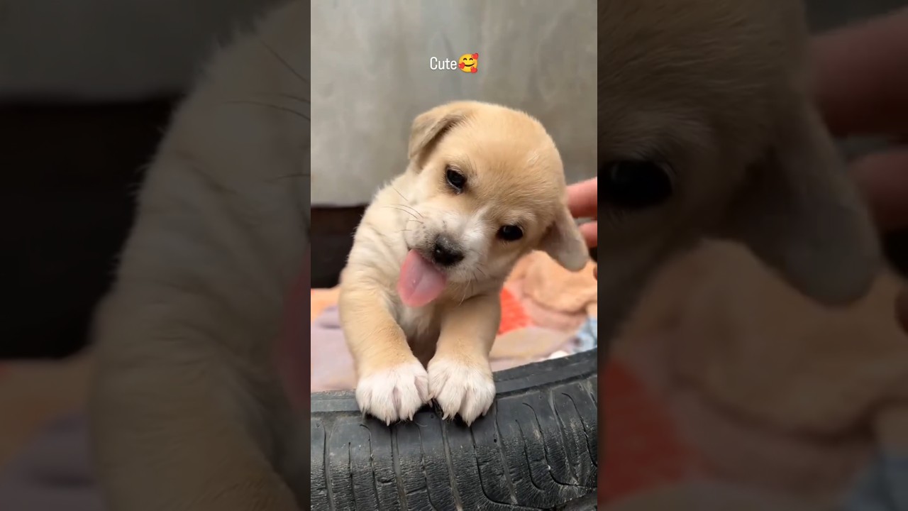 How tofeed& care new born pappy#dogfeeder#dogborn#dogfeed #newborndogsound#dogsound#dog#khargosh