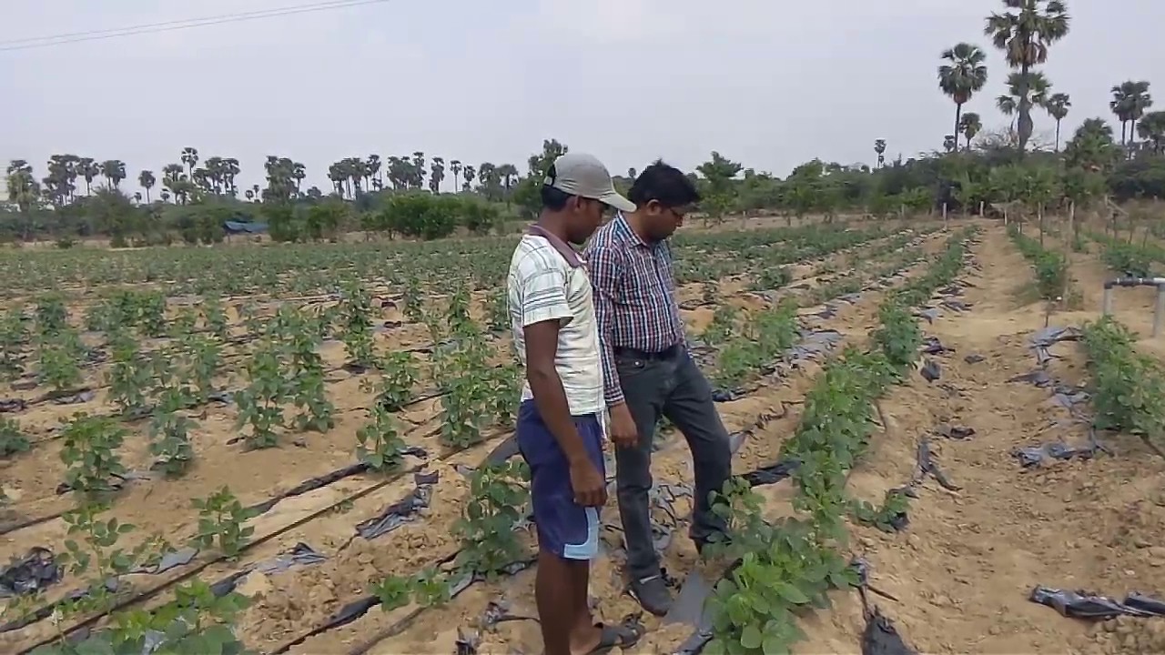 Cluster bean cultivation