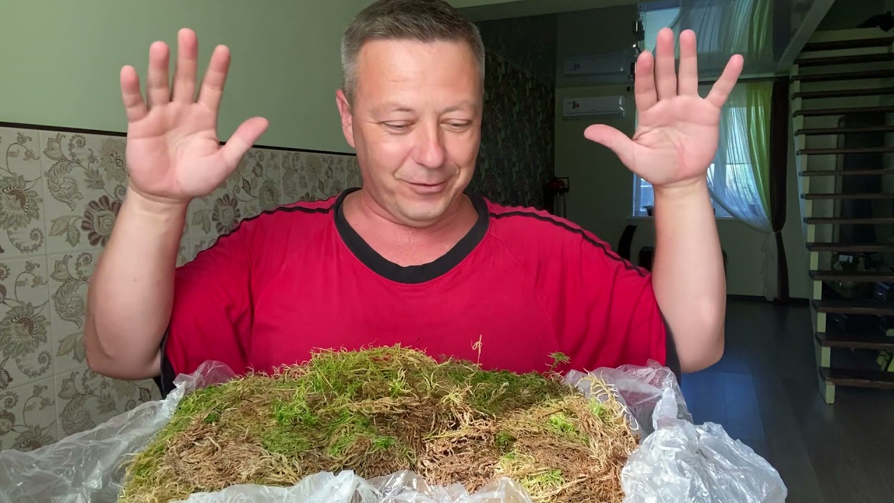 ОРХИДЕИ во мхе сфагнум КАК ПРИМЕНЯТЬ и КАК ХРАНИТЬ мох сфагнум для орхидей