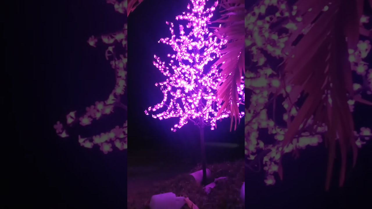 Fireflies in the Trees | Peaceful Night LIVEGlowing Fireflies in Trees 🌟 Calm Night Live