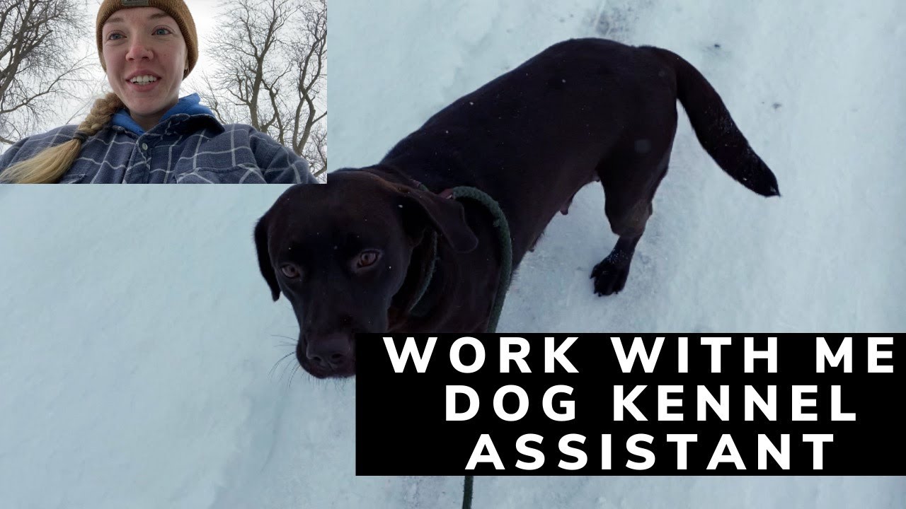 Work with me: Dog kennel assistant, LABRADOR PUPPIES!! Working college student