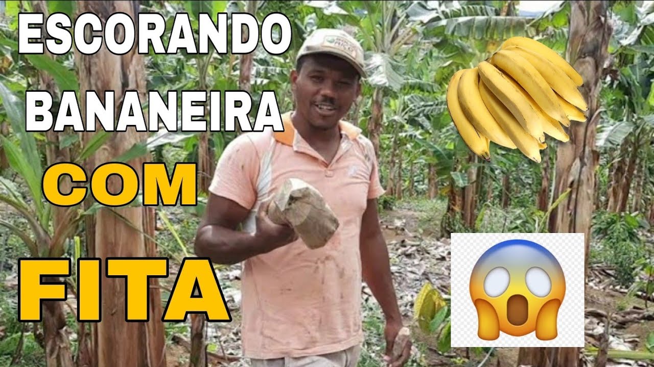 🛑 PLANTAÇÃO DE BANANA ( ESCORANDO COM FITA 😱)