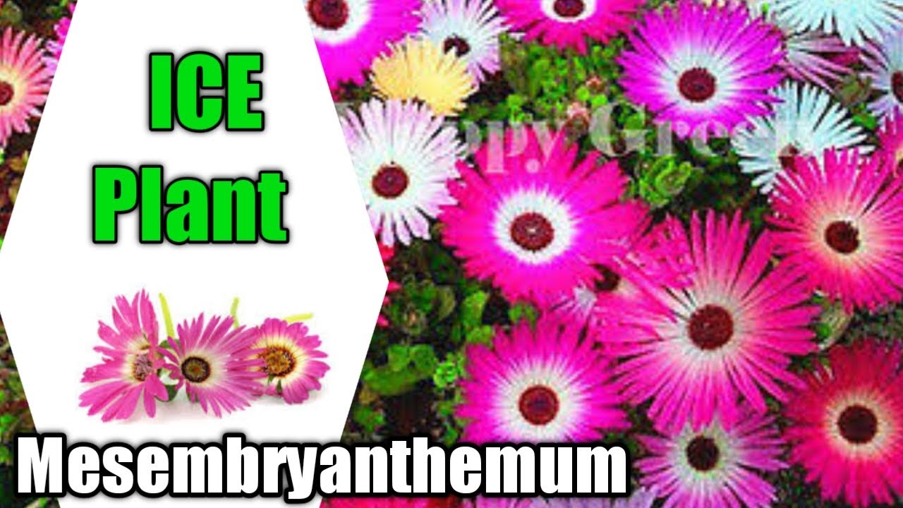 How to grow and care Ice plant | Mesembryanthemum winter flowering plant | Mesembry plant