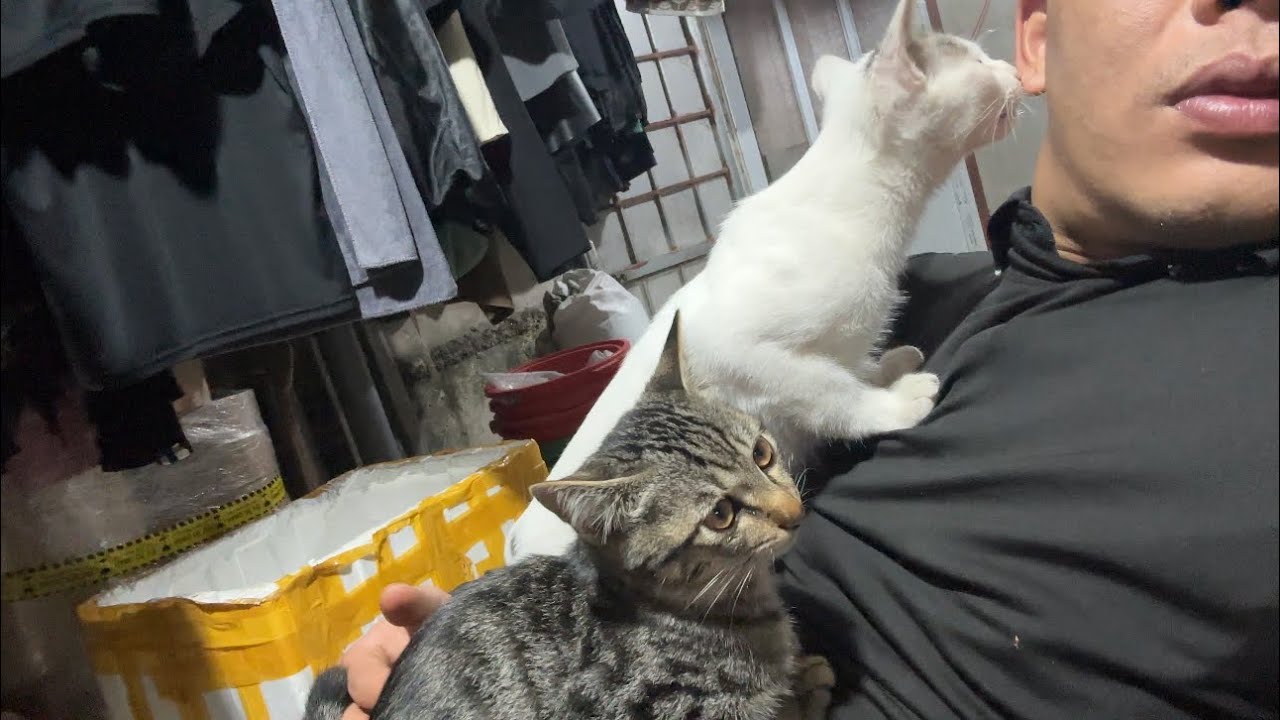 The two cats mistook my ears for food.